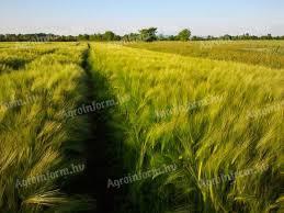 Barley with a good hectolitre weight