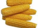 Maize