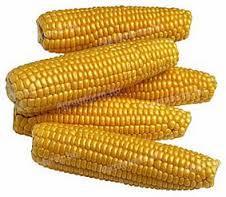 Maize