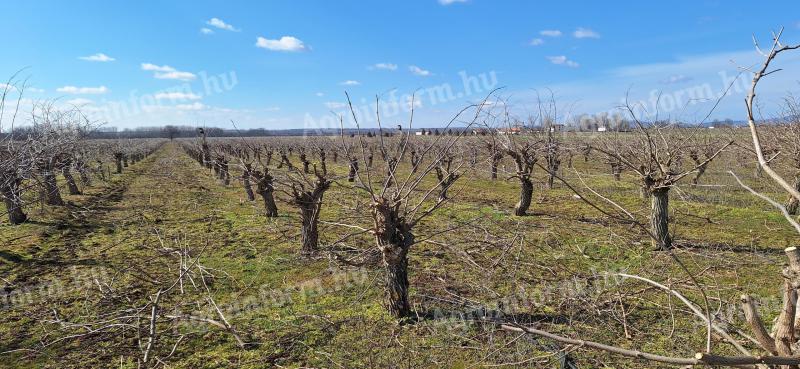 Închiriere plantație de sol