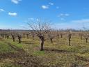 Închiriere plantație de sol