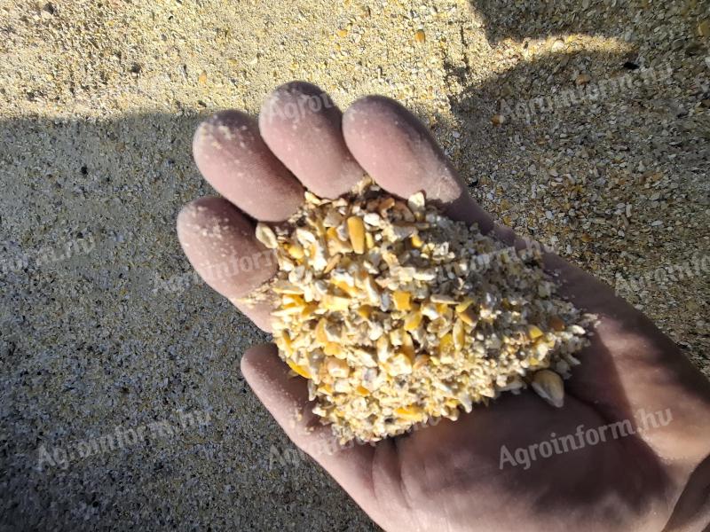 Dry maize grain