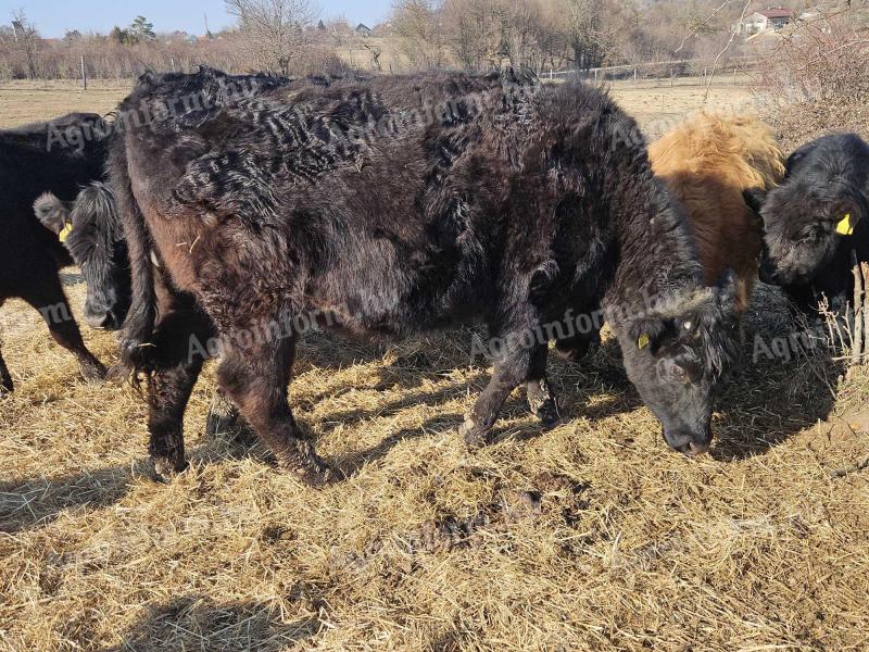 Wagyu - angus tinó