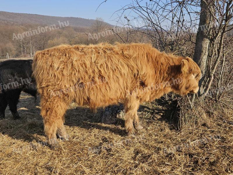 Skót felfoldi - angus tinó