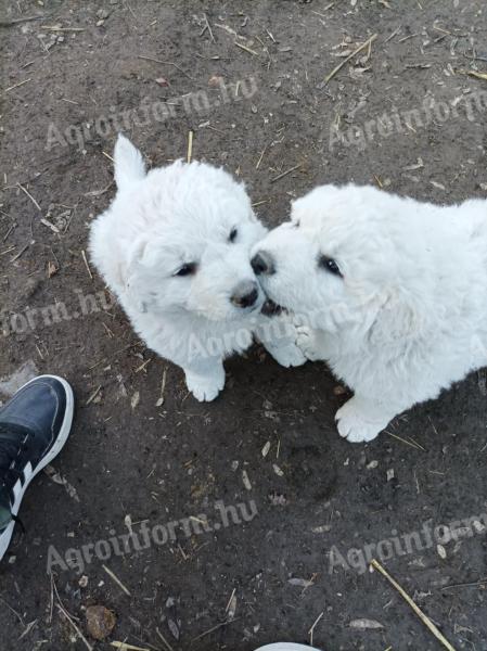 Kuvasz Welpen suchen ein Zuhause mit Impfungen