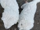 Kuvasz Welpen suchen ein Zuhause mit Impfungen