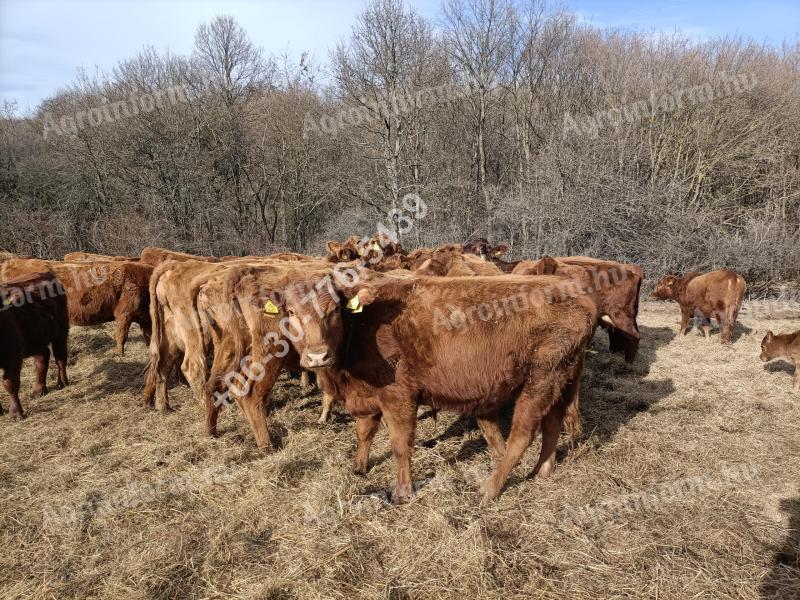 Aberdeen Angus Färsen zu verkaufen