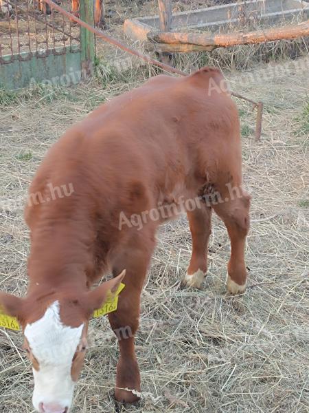 Ungarisch gefärbtes Limousin-Bullenkalb zu verkaufen