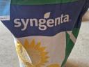 Nasiona Syngenta Sureli na sprzedaż