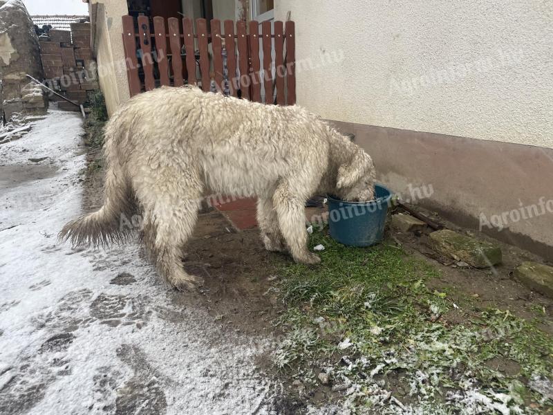 Komondor femelă în vârstă de 1 an