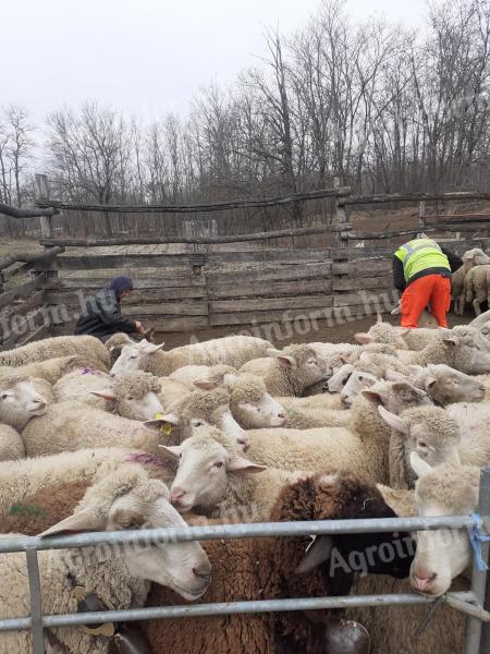 Provádím stříhání břízy a lakování nehtů