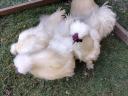 Silkie Roosters for sale