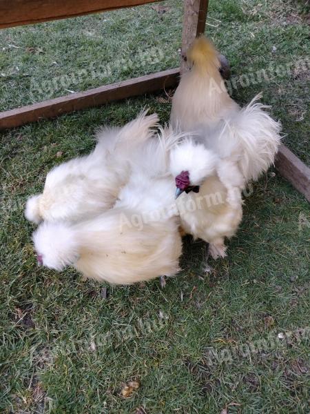 Silkie Roosters for sale