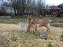 Nubian mixed gidas de vânzare în Gödöllő