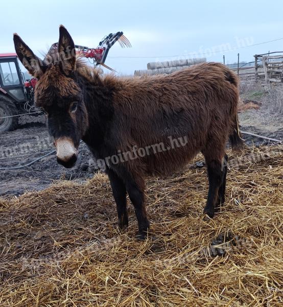 Stallion, donkey, foals for sale