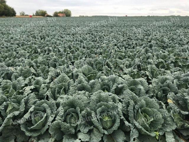 Kale for sale