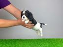 Stammbaum Cavalier King Charles Spaniel Welpe