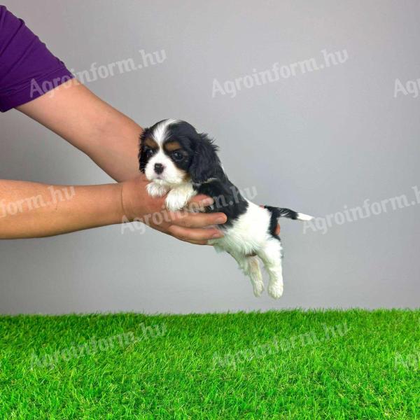 Pedigree Cavalier King Charles Spaniel cățeluș