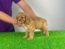 Pedigree Cavalier King Charles Spaniel puppy