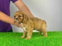 Pedigree Cavalier King Charles Spaniel puppy