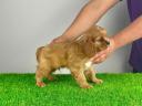 Pedigree Cavalier King Charles Spaniel puppy