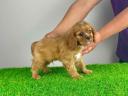 Pedigree Cavalier King Charles Spaniel puppy