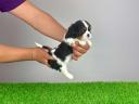 Pedigree Cavalier King Charles Spaniel puppy