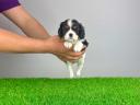 Pedigree Cavalier King Charles Spaniel šteniatko