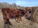 Aberdeen Angus heifers for sale