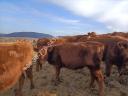 Aberdeen Angus heifers for sale