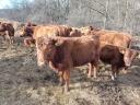 Aberdeen Angus heifers for sale