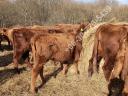 Aberdeen Angus heifers for sale