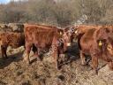 Aberdeen Angus heifers for sale