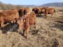 Jałówki Aberdeen Angus na sprzedaż