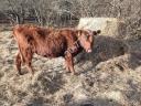 Jalovice plemene Aberdeen Angus na prodej