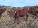 Aberdeen Angus heifers for sale