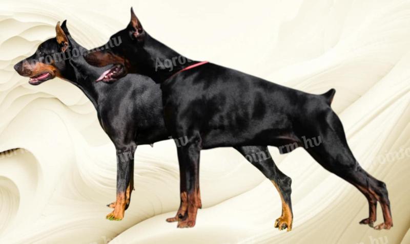 Pedigree Doberman cățeluși în căutarea de familii iubitoare