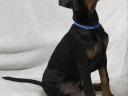 Reinrassige Dobermannwelpen suchen eine liebevolle Familie