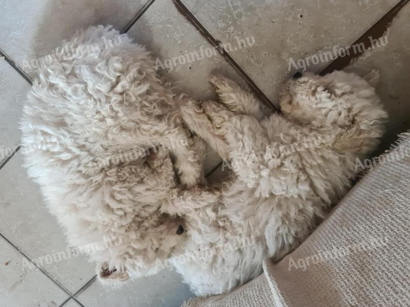 Kleine Hunde vom Typ Komondor, 8 Wochen alt