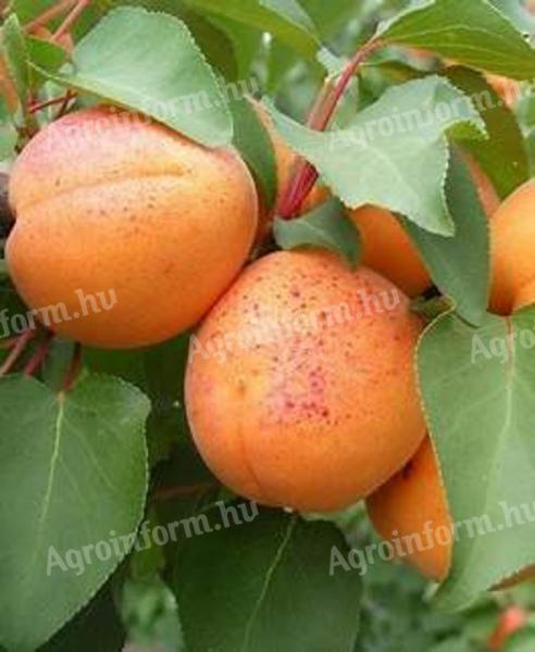 Apricot