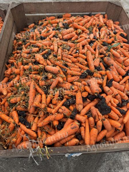 Feed carrots for sale in Mórahalmon