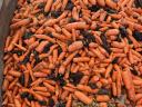 Feed carrots for sale in Mórahalmon