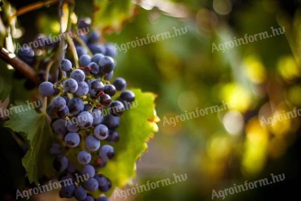 Hrozny k pronájmu za účelem pěstování výměnou za sklizeň