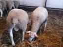 Yearly certified pedigree rams