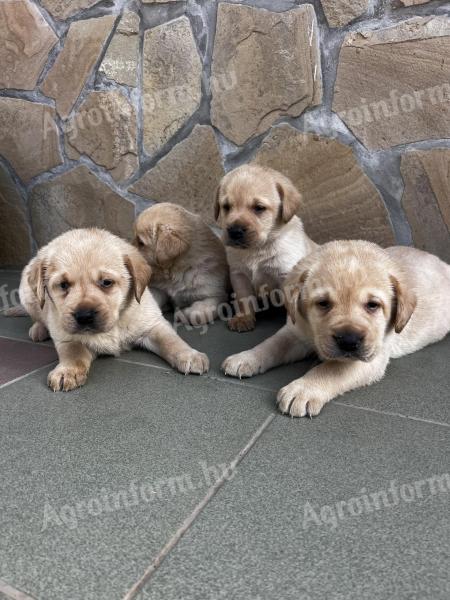 Štenci labrador retrivera