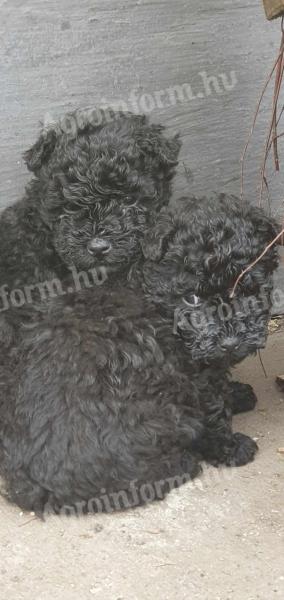 Puli puppies