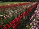 Roses with bush and seed stems from Szőreg