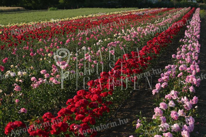 Roses with bush and seed stems from Szőreg