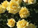 Roses with bush and seed stems from Szőreg