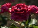 Roses with bush and seed stems from Szőreg